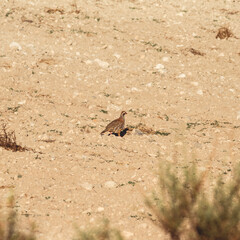 Perdices en el campo, partridges in the field