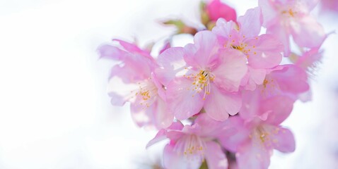 春の訪れを感じる美しい河津桜