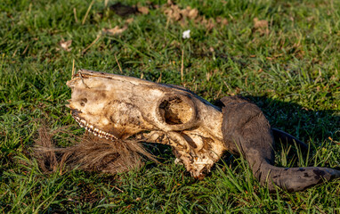 Obraz premium Part of the animal's skull with the remains of black horns lie on the green grass
