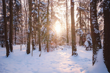 Winter in spruce forest, spruces covered with white fluffy snow. ski resort. Great view of wilderness. Explore beauty of land. Tourism concept. Happy New Year.