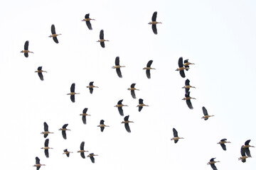 Group of teal birds flying in the sky during migration