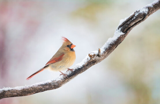 Northern Cardinal - Cardinalis cardinalis female perched on a snow covered branch in winter