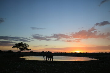 Fototapeta na wymiar Elephant silhouette at Okaukuejo waterhole, Etosha