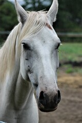 Koń biały portret