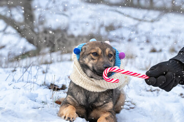 Cute puppy in a funny colorful hat licks a lollipop.Dog walk in winter.