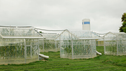 Naklejka premium Station greenhouse science research open top chambers climate change, corn maize Zea mays ear, scientific on genetics genes, modern greenhouses observation, scientist harvests, technology technical