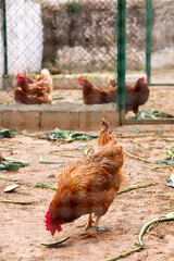 Gallos en corral de la granja