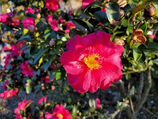 red camellia, flowers blooming on camellia trees