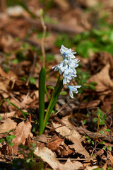 Puschkinien-Blaustern