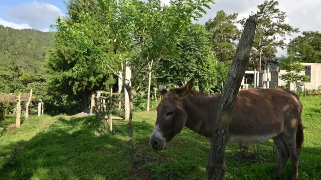 Video 4K with two jerusalem pony in farm field