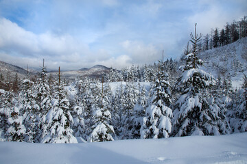 Snowy spruce trees in a winter landscape.