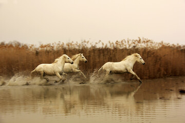 un trio au galop