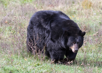 Very big American Black Bear walking in grass field and looking at viewer