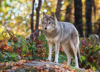 Coyote on top of rock in autumn forest and looking at something