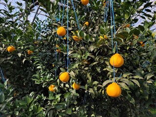 Tangerine from Jeju Island, Shiranuhi, Hanrabong