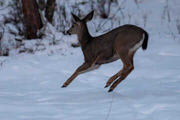 White-tailed Deer Running in Snow
