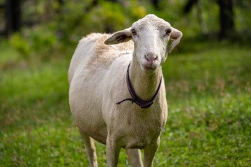 Sheep grazing in the meadow and loooking at camera on green background. Animal themes