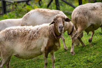 Flock of sheep grazing in the meadow. Animal themes