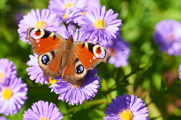 Tagpfauenauge auf Herbstaster