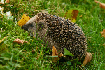 Junger Igel im Herbst
