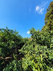 Fototapeta na wymiar mandarin, tangerine, mandarin tree, tangerine tree, a tangerine orchard, fruit