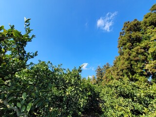 Obraz premium mandarin, tangerine, mandarin tree, tangerine tree, a tangerine orchard, fruit