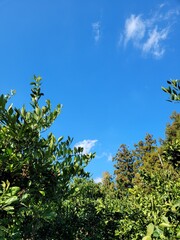 mandarin, tangerine, mandarin tree, tangerine tree, a tangerine orchard, fruit