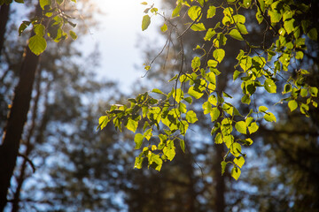 Birch tree with green leaves and sun is shining.