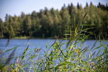 Reeds in the water during sunny summer day
