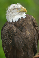 Bald eagle portrait (Haliaeetus leucocephalus)