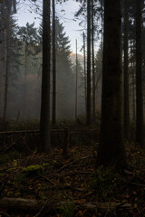 Fototapeta premium Brumes d'automne dans les sous-bois de la forêt vosgienne, Alsace, France
