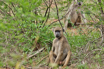 Pavian im Nationalpark Tsavo Ost, Tsavo West und Amboseli in Kenia