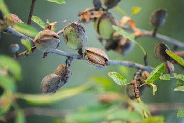 Almond tree with ripe almonds