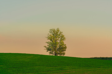 Fototapeta na wymiar A tree in the sunset