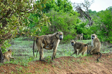 Pavian im Nationalpark Tsavo Ost, Tsavo West und Amboseli in Kenia