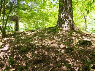 夏の森の木漏れ日