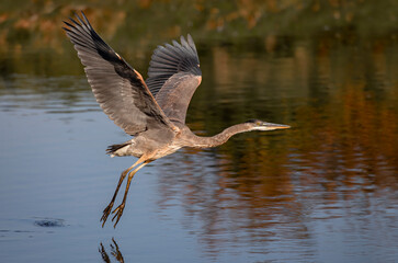 A beautiful Great blue heron taking flight at sunrise in Ottawa, Canada