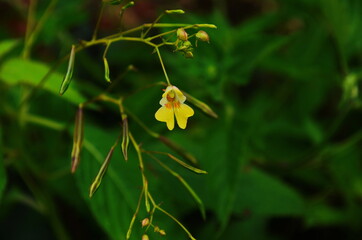 flowering true balsam Impatiens noli-tangere in the forest, with blurred background