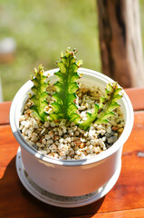 Euphorbia  or Euphorbia mayurnathanii variegated ,Euphorbia lactea