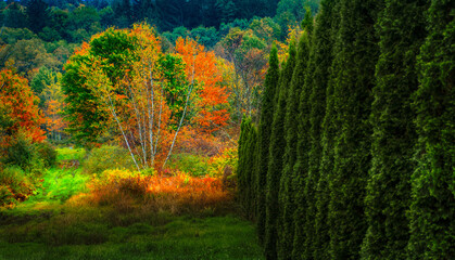 A hedgerow of decorative trees provides shade for the field.  Beautiful Autumn Colors are showcased in this wooded scene taken in Windsor in Broome County in Upstate NY.