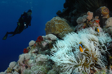 Fototapeta na wymiar Scuba diver swims by wall with anemone and clown fish Coral Sea Australia Pacific