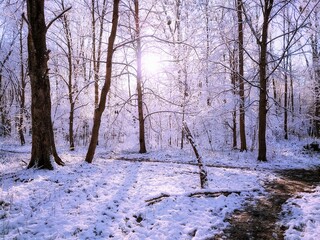 Beautiful winter forest with sunshine. Morning in the snowy forest. Nature for background. 