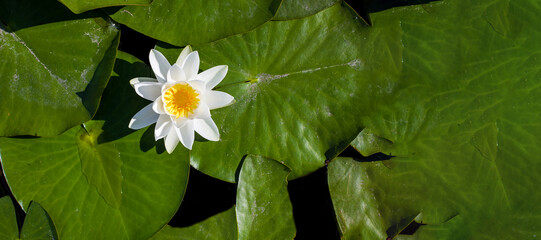 water lilies green leaves on a pond with white blooming lotus flowers illuminated by sunny summer...
