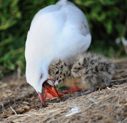 Sea gull feeding chick Phillip Island Australia