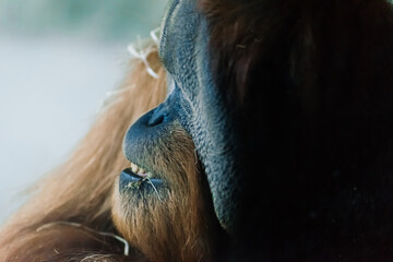 Wild Bornean orangutan, Wildlife Rehabilitation Centre. Orangutans inhabiting rainforests of Borneo