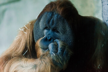 Wild Bornean orangutan, Wildlife Rehabilitation Centre. Orangutans inhabiting rainforests of Borneo