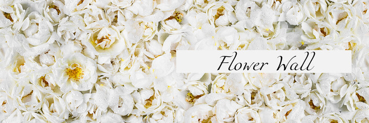 Carpet of many white roses. Top view. Long horizontal banner with text flower wall on mockup copy space.