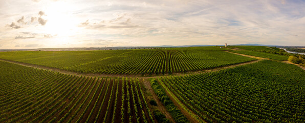 Drohnen Luftaufnahme der Weinberge am Roten Hang bei Nierstein und Oppenheim im Sommer beim Sonnenuntergang, Rheinland-Pfalz Deutschland