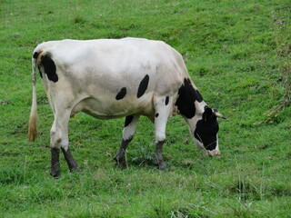 Naklejka na ściany i meble beautiful cows meadows pasture animals herbivorous farm