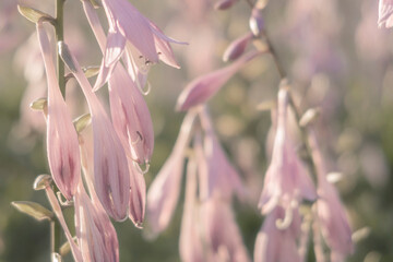 Pink hosta flowers in soft morning light. Floral summer background. Selective focus